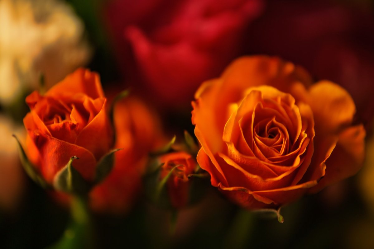 Красные розы на оранжевом фоне
