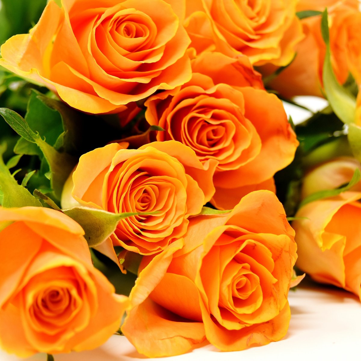 Открытки оранжевые розы