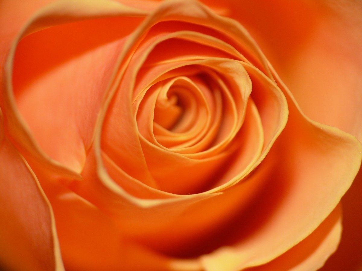Роза оранжевая высокого разрешения
