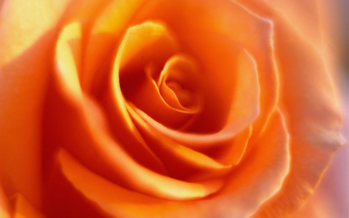 С 8 марта в оранжевых тонах