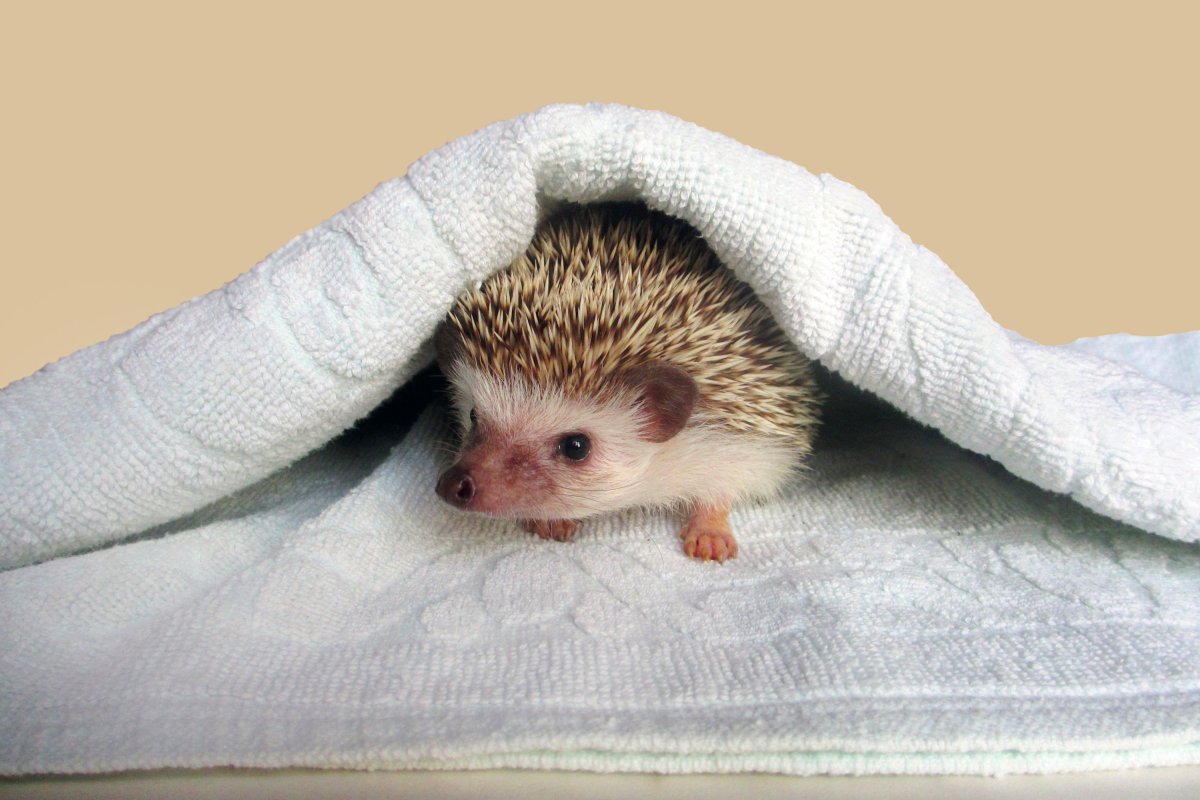 Карликовый Африканский Ежик спит