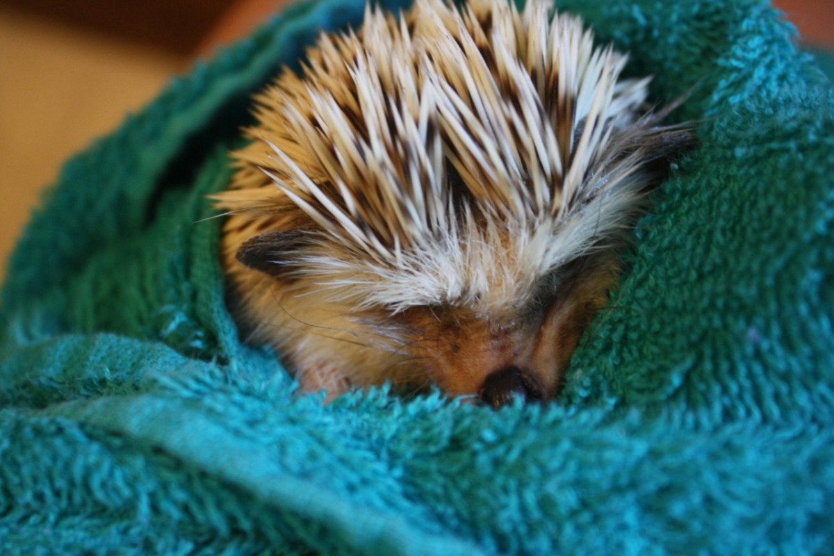 Спящие ежики