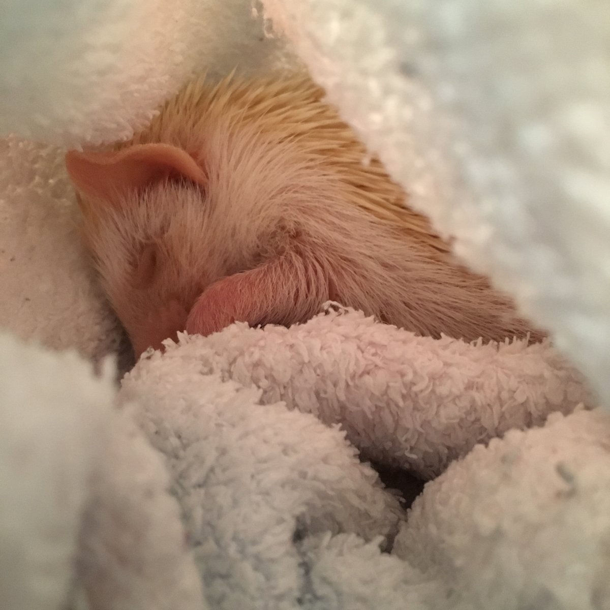 Ежик спит в кроватке