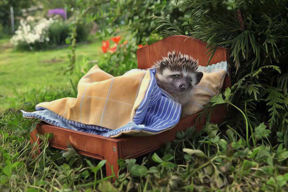 Еж в отпуске
