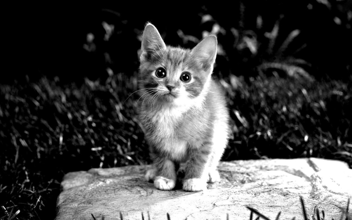 Кактус рисунок