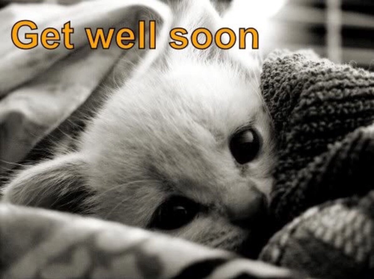 Котики грустные и милые