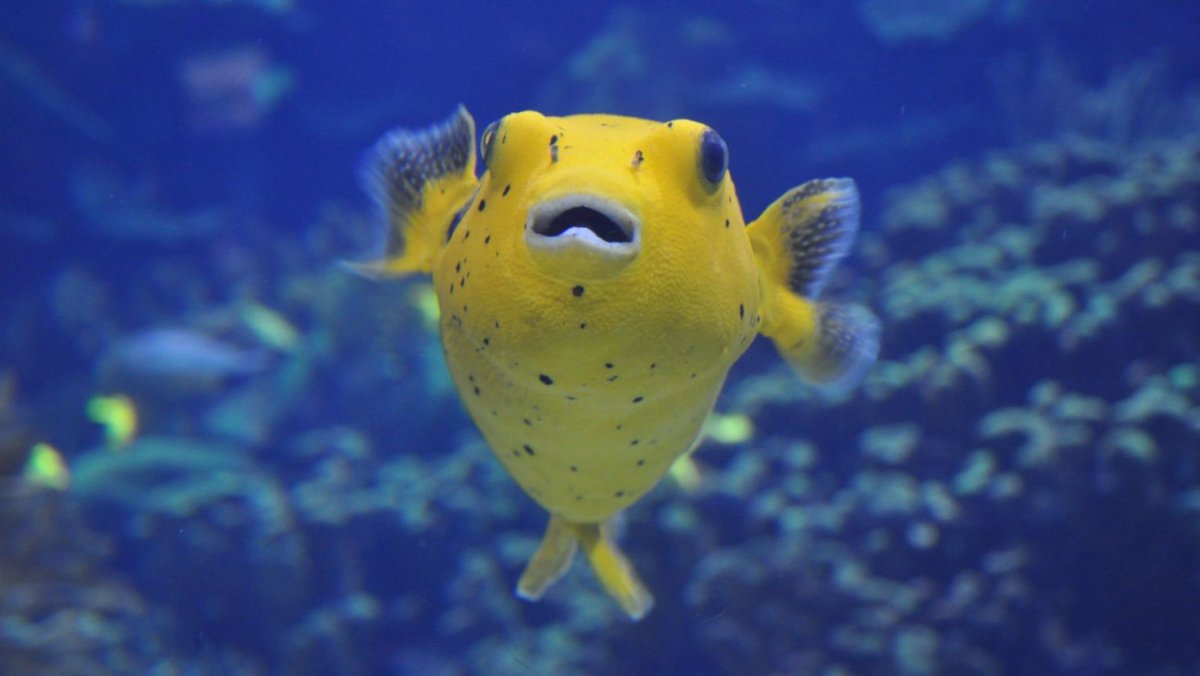 Рыба фугу бурый Скалозуб