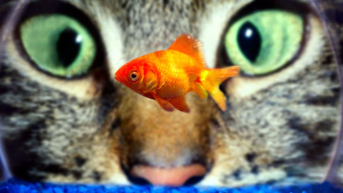 Сказочная рыбка