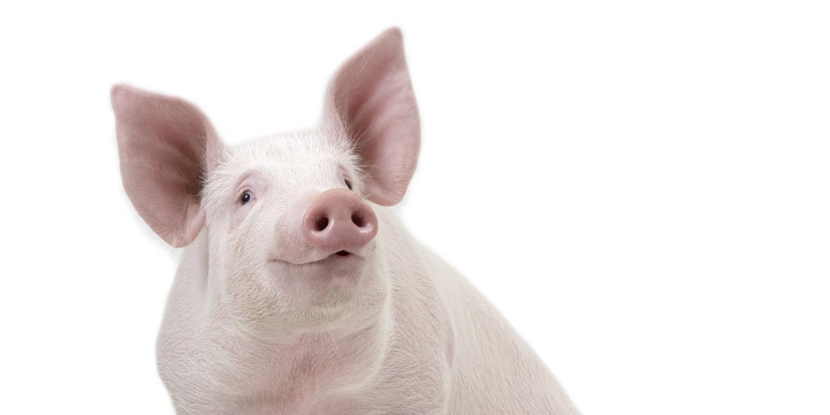 Отрубленная свиная голова