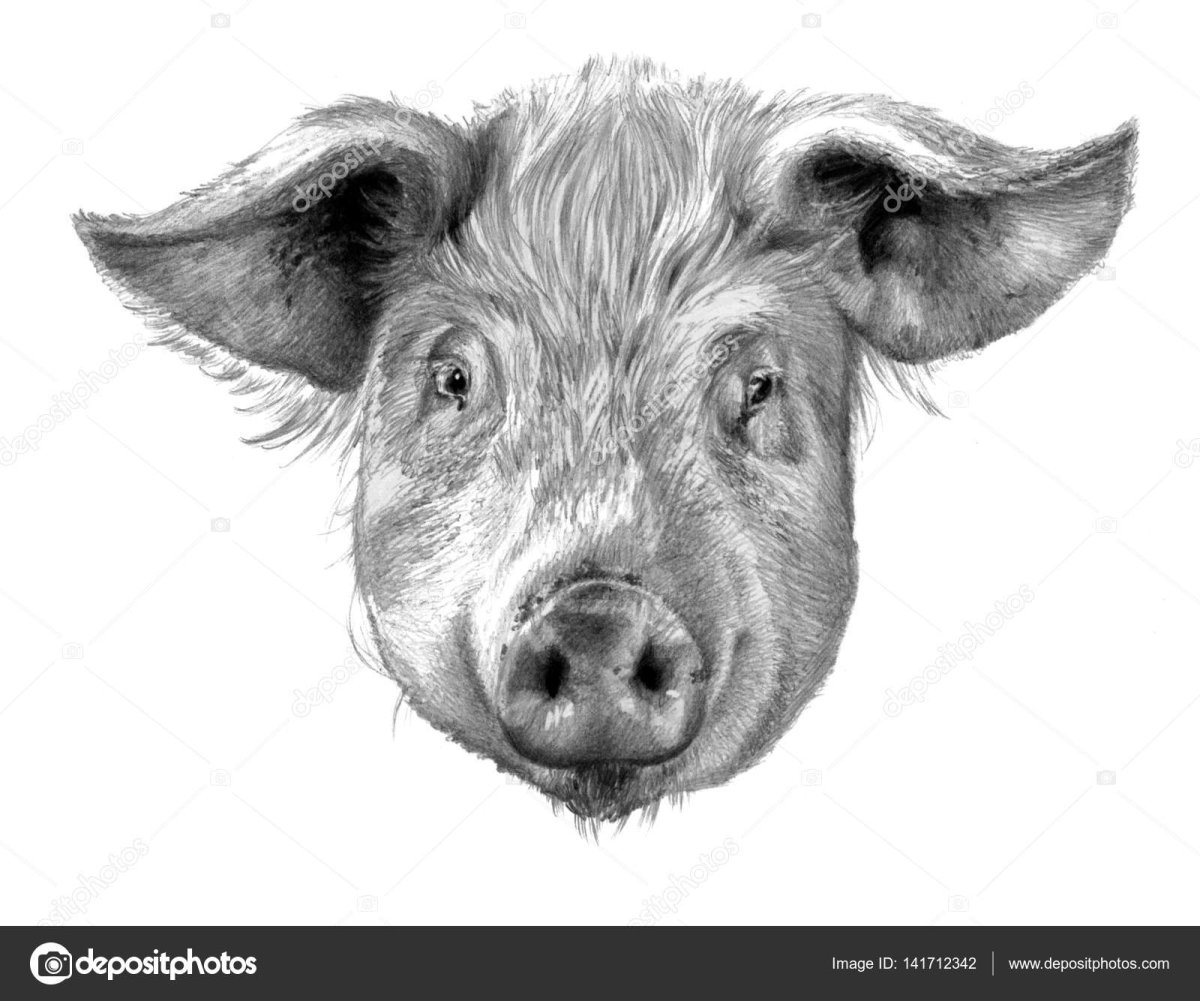 Отрубленная свиная голова