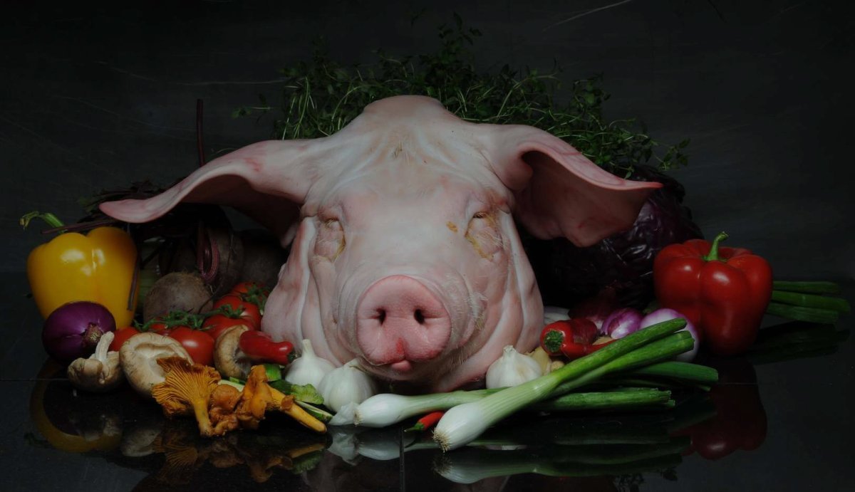 Морда поросенка