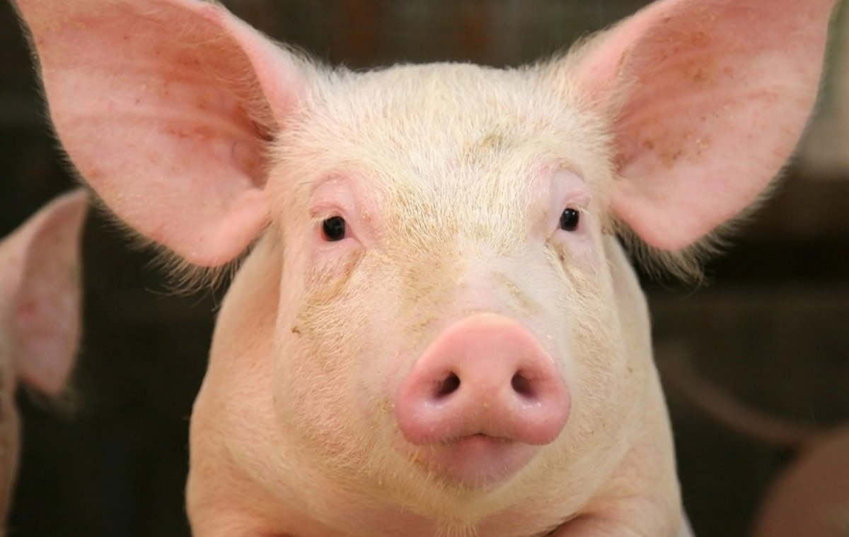 Свинья на аву