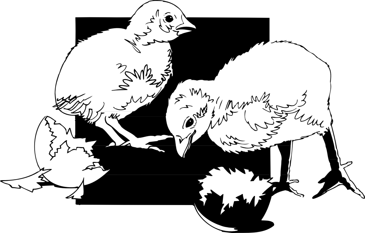 Цыпленок раскраска для детей