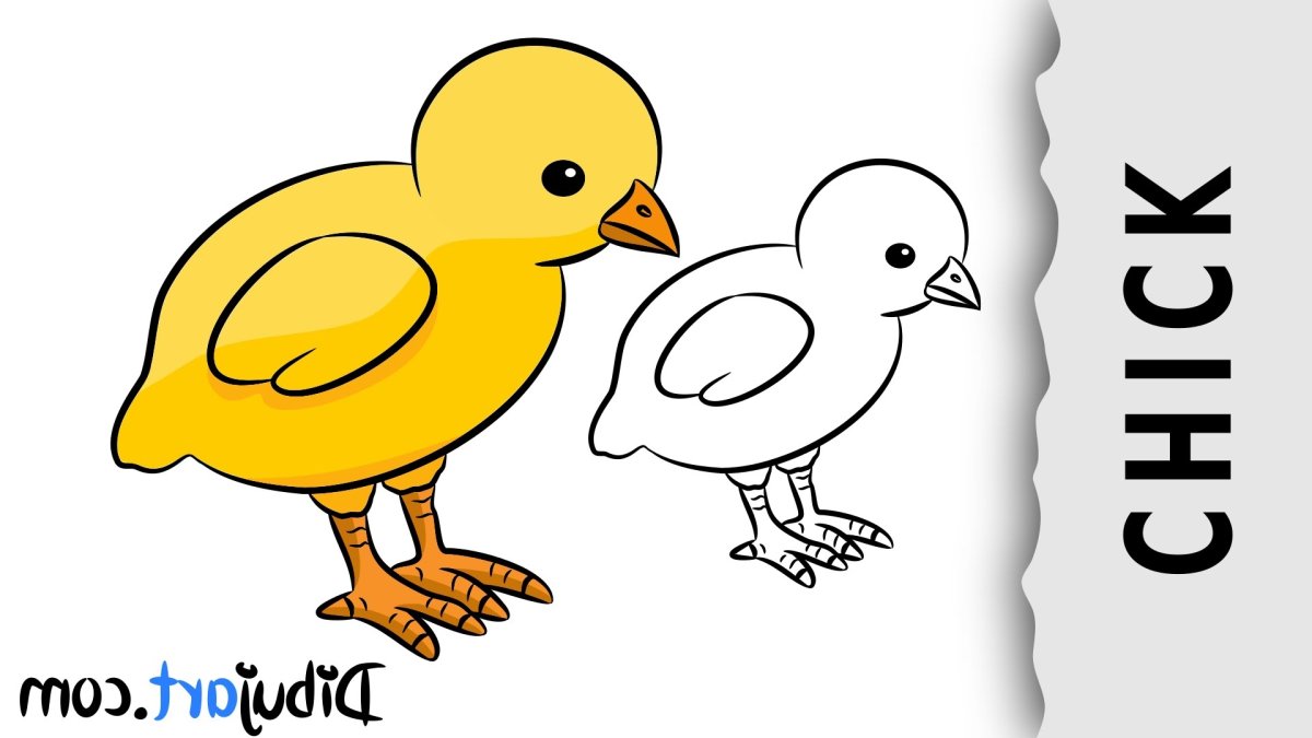 Цыпленок черный с белым