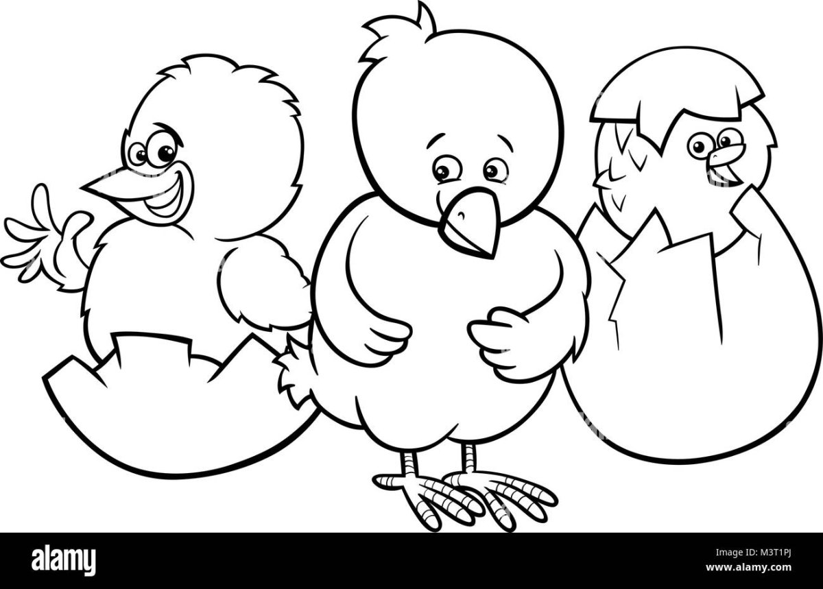 Цыпленок контур