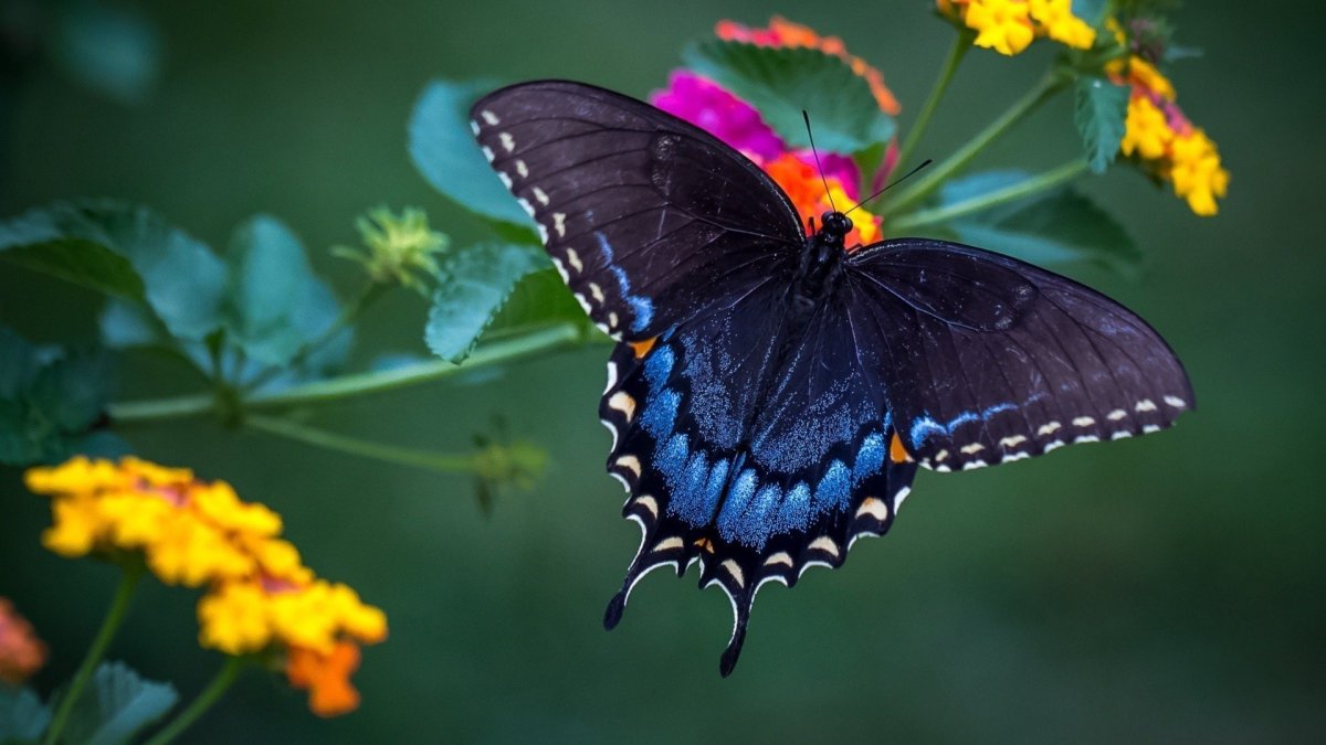 Калифорнийский синий Махаон