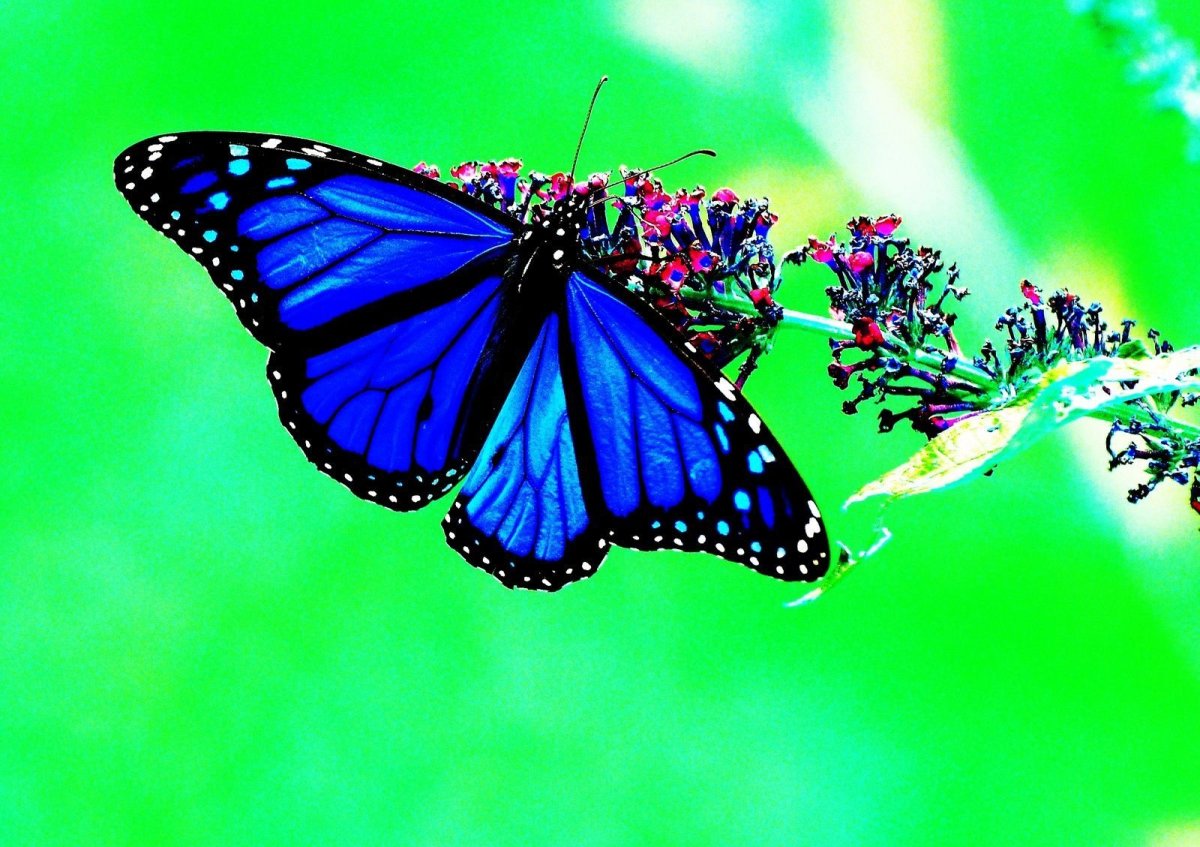 Данаида Монарх бабочка синяя
