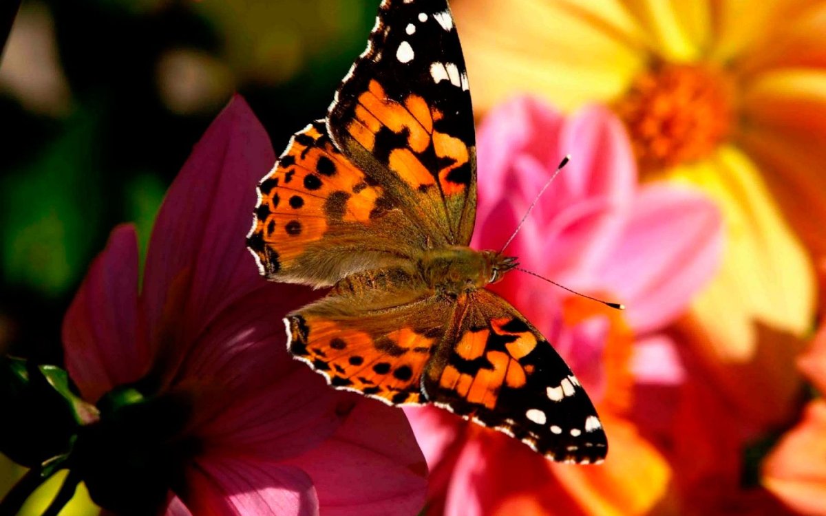 Красивые яркие бабочки