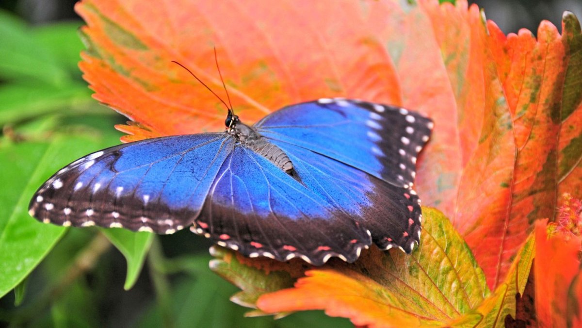 Осенние бабочки