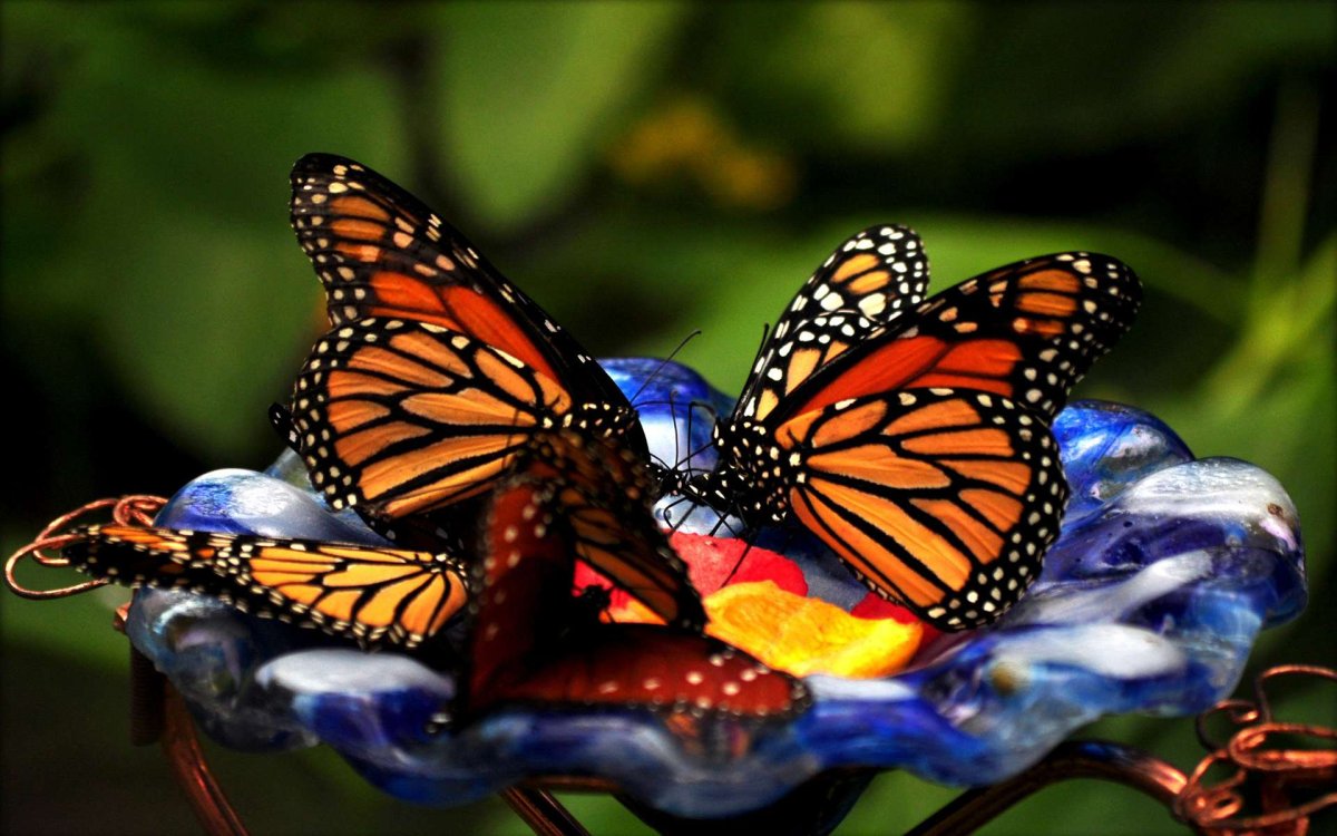 Картинки на рабочий стол бабочки