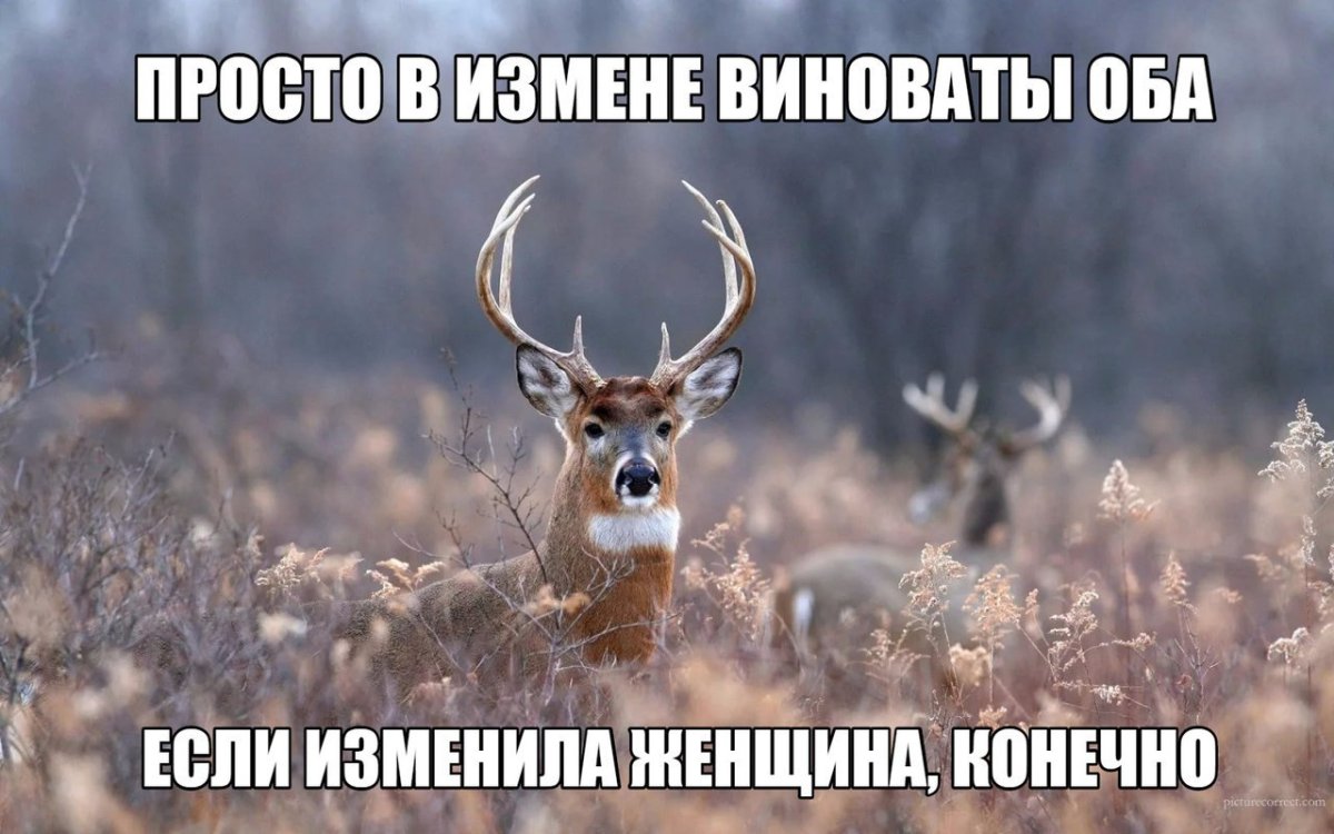 Подслушано картинки