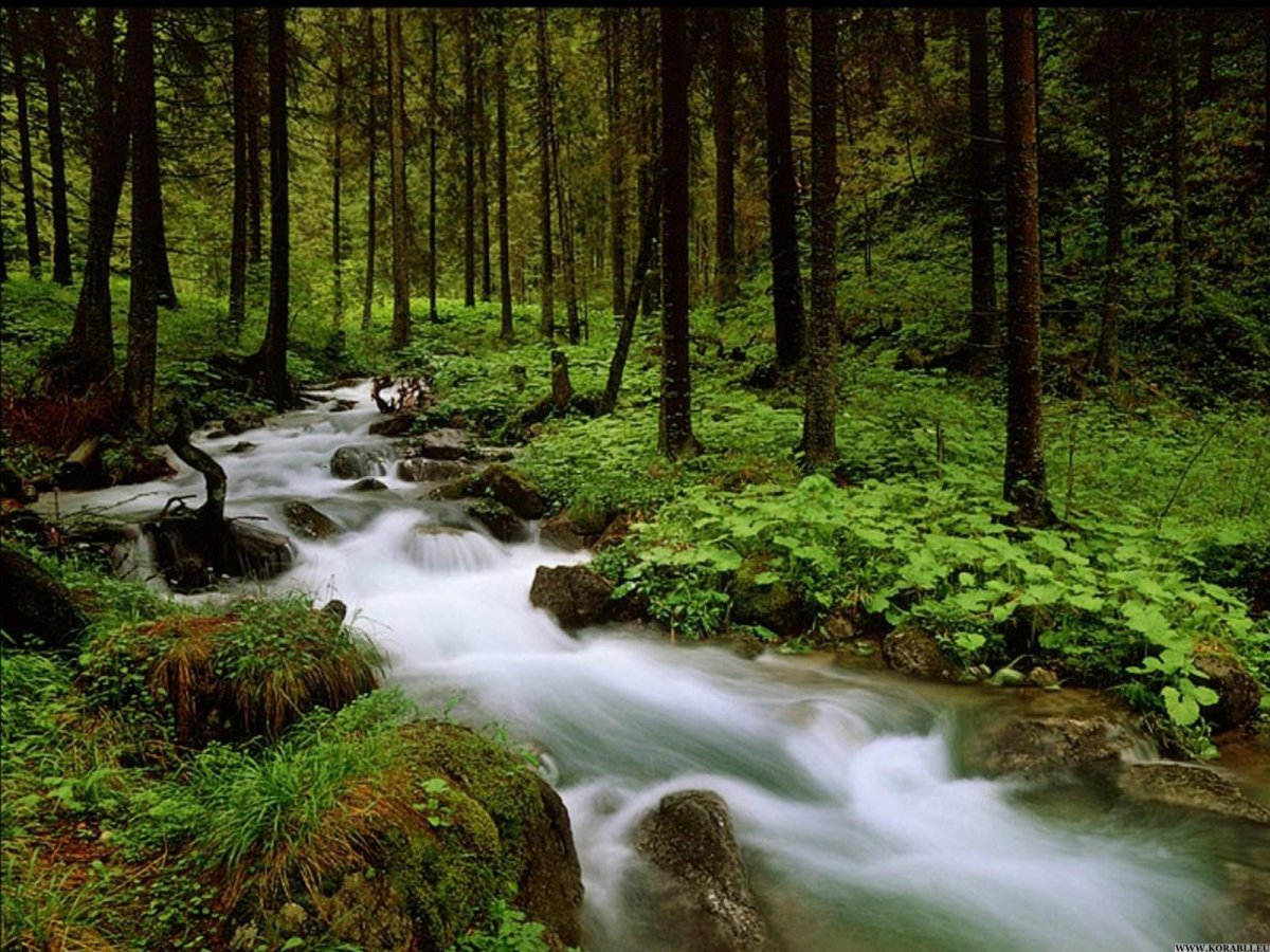 Лес Верея ручей