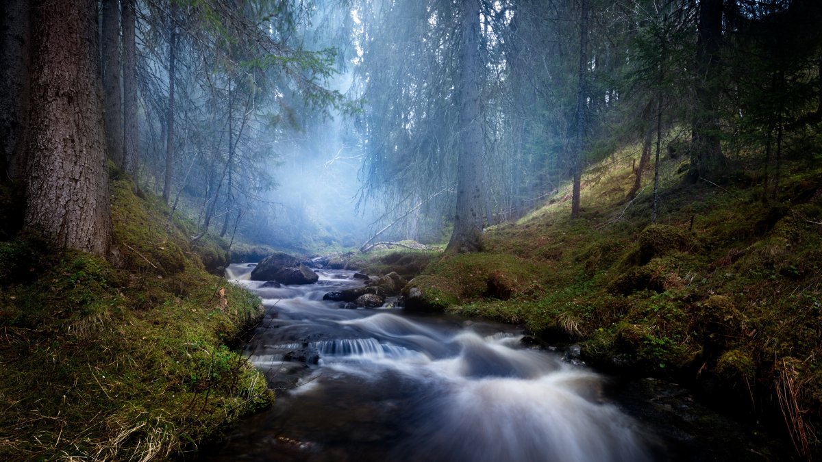 Ручей в лесу