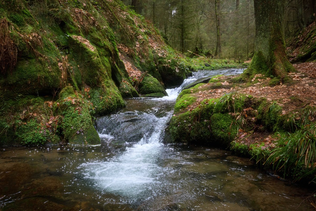 Кавказский лес ручей
