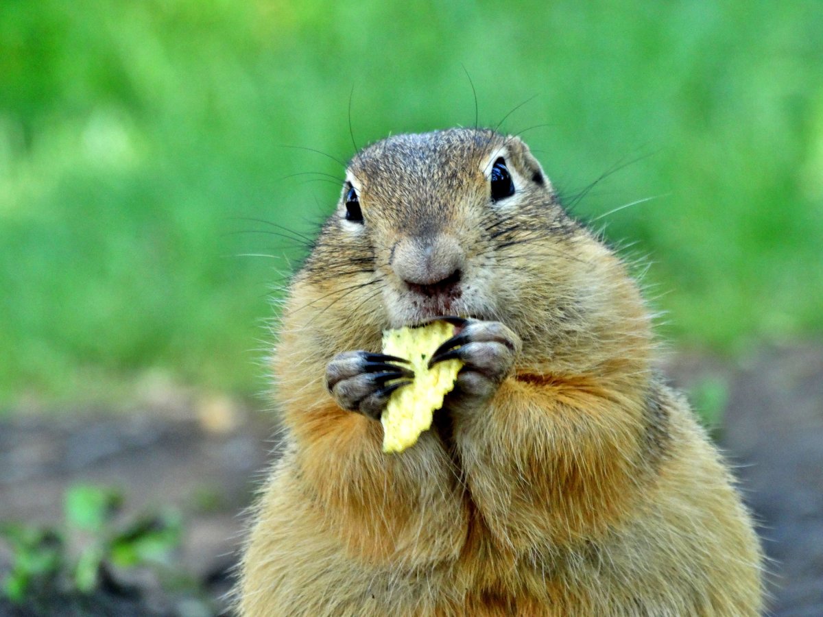 Сурок Байбак рисунок