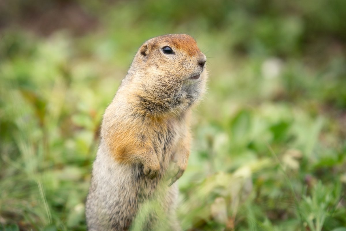 Суслик мультяшный