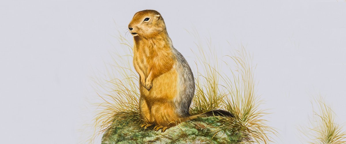 Крапчатый суслик рисунок