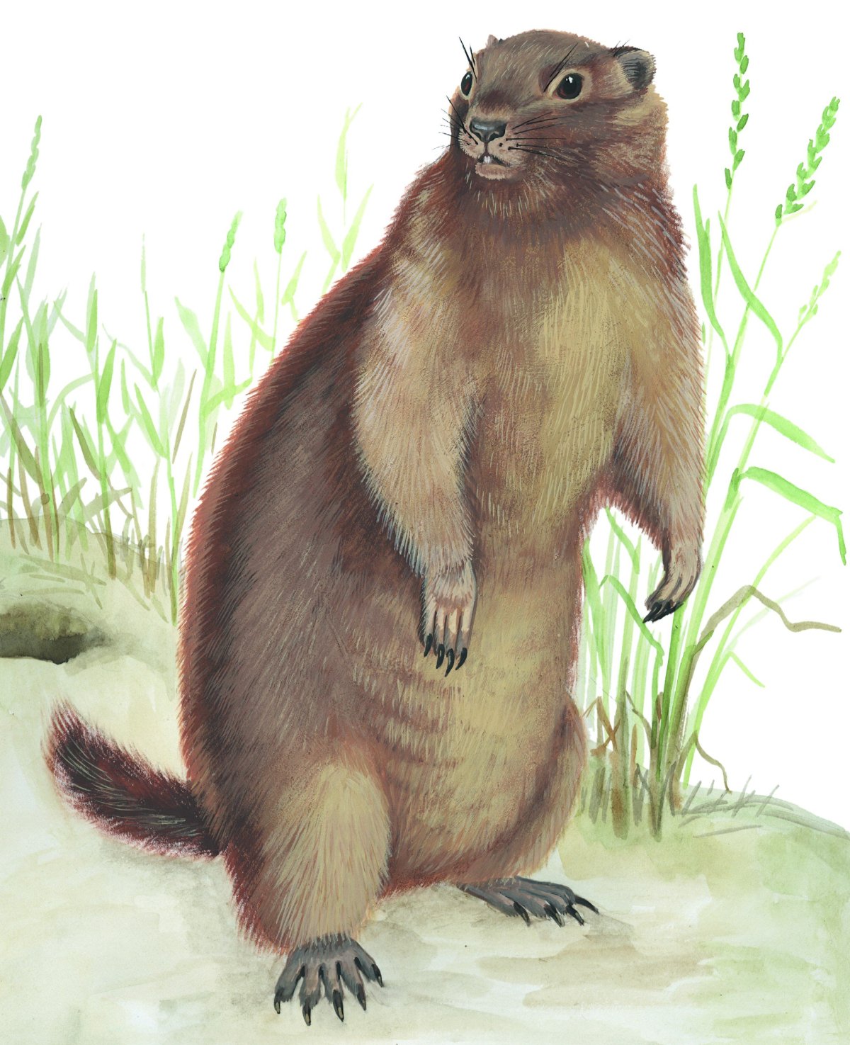 Суслик обыкновенный