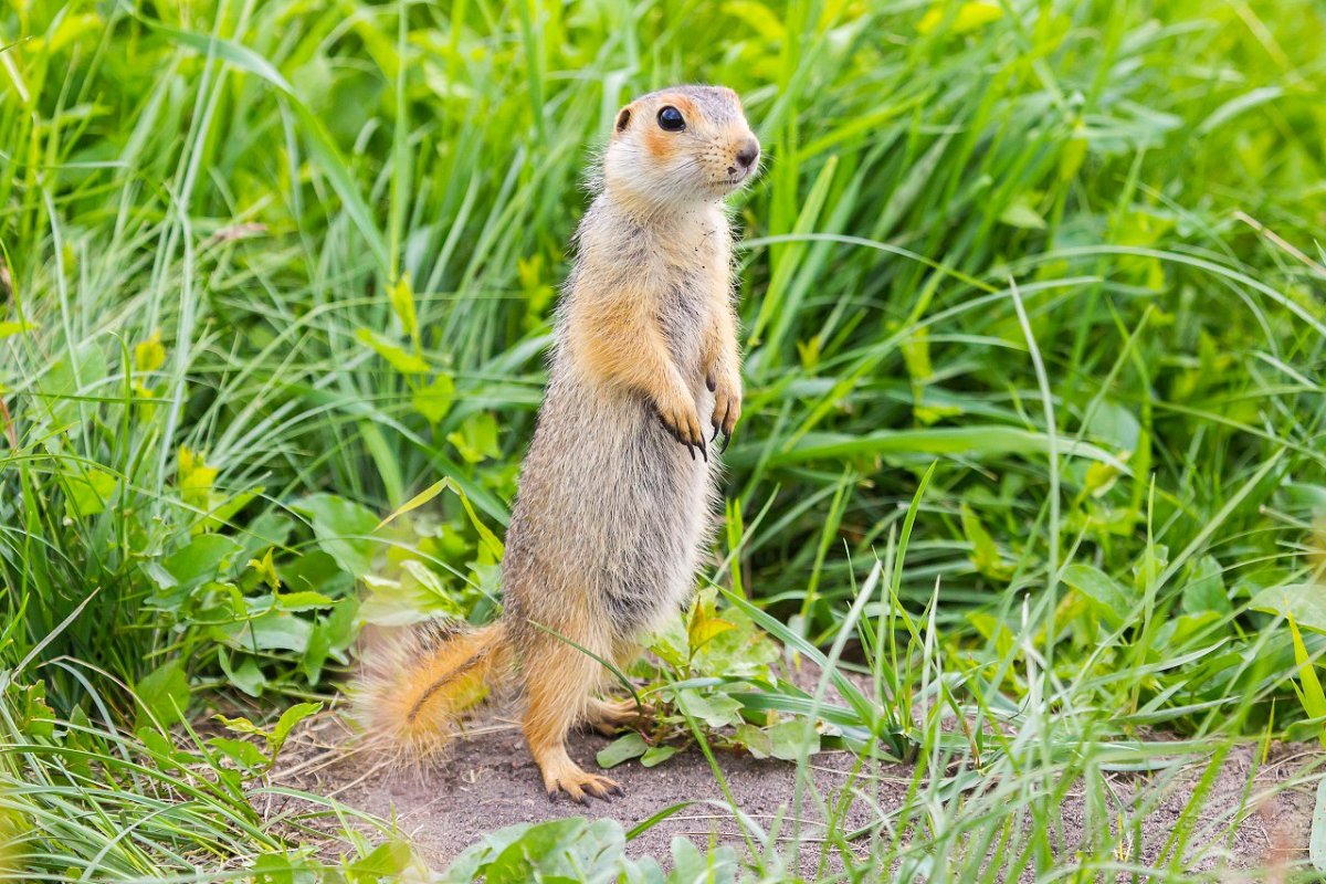 Краснощекий суслик