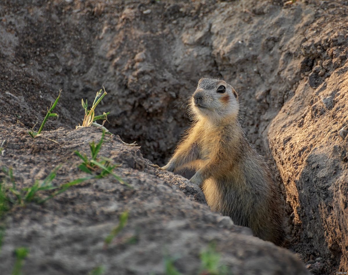 Сумчатый суслик