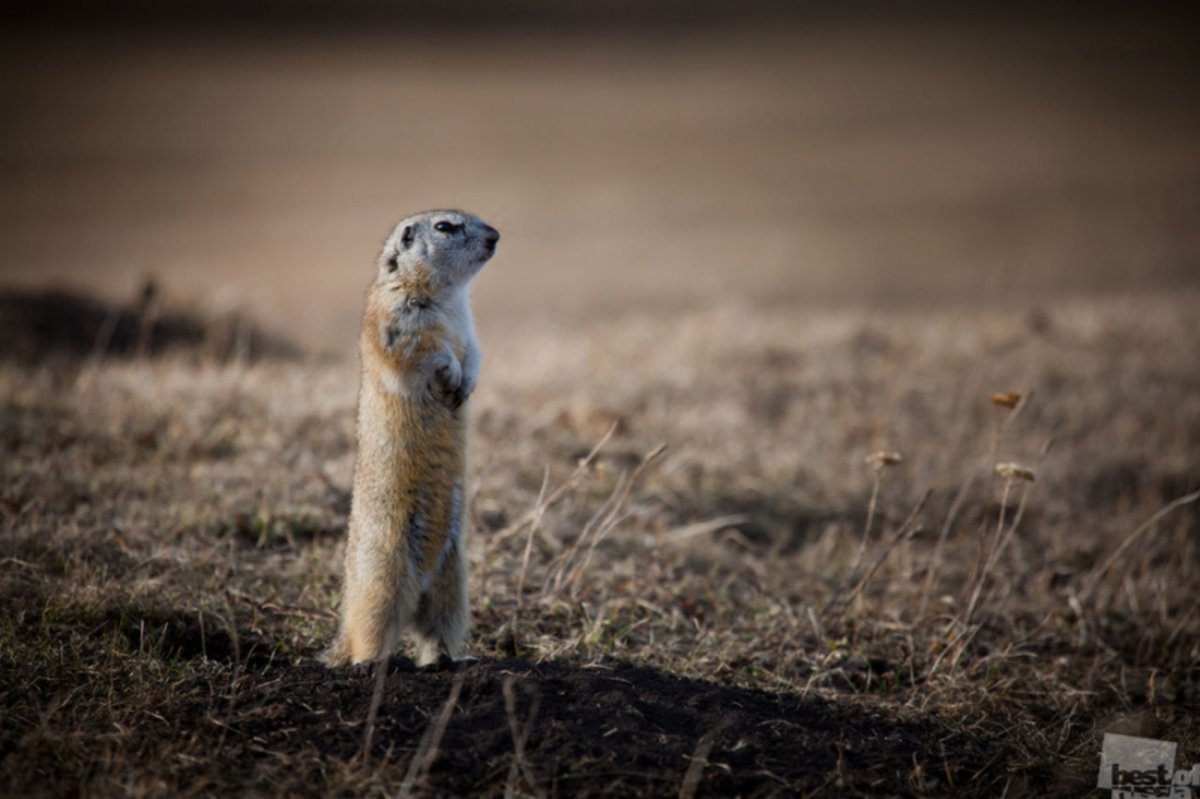 Поза суслика