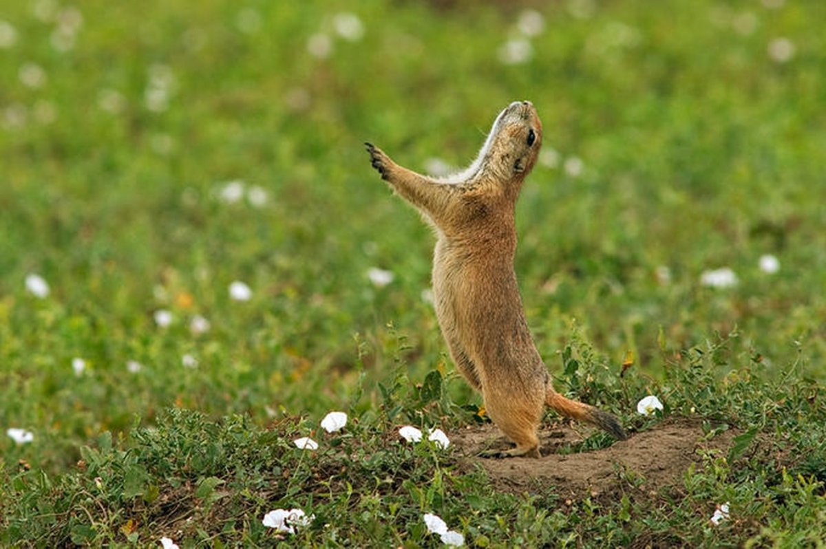 Степной сурок или Байбак раскраска