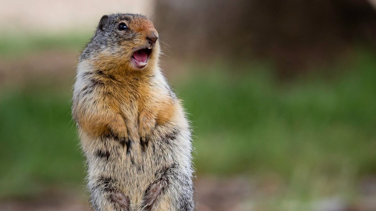 Мокрый суслик