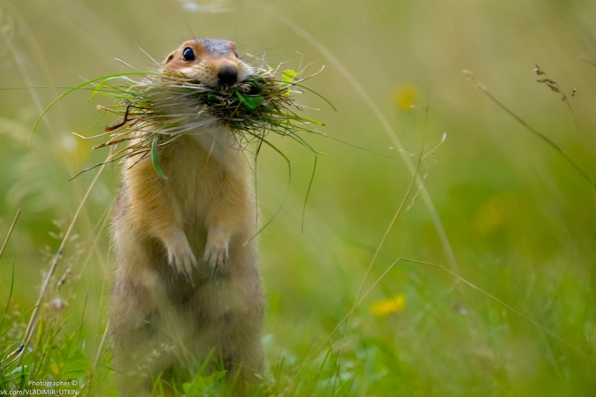 Сурикаты акварель