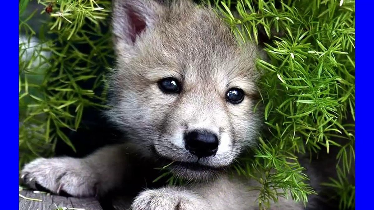 Волчонок Скотт Макколл Альфа и Стайлз