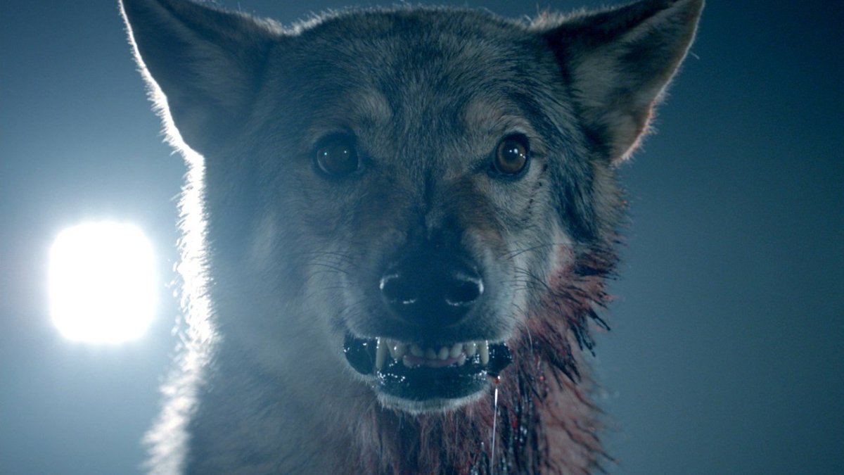 Дилан о'Брайен и каст волчонка