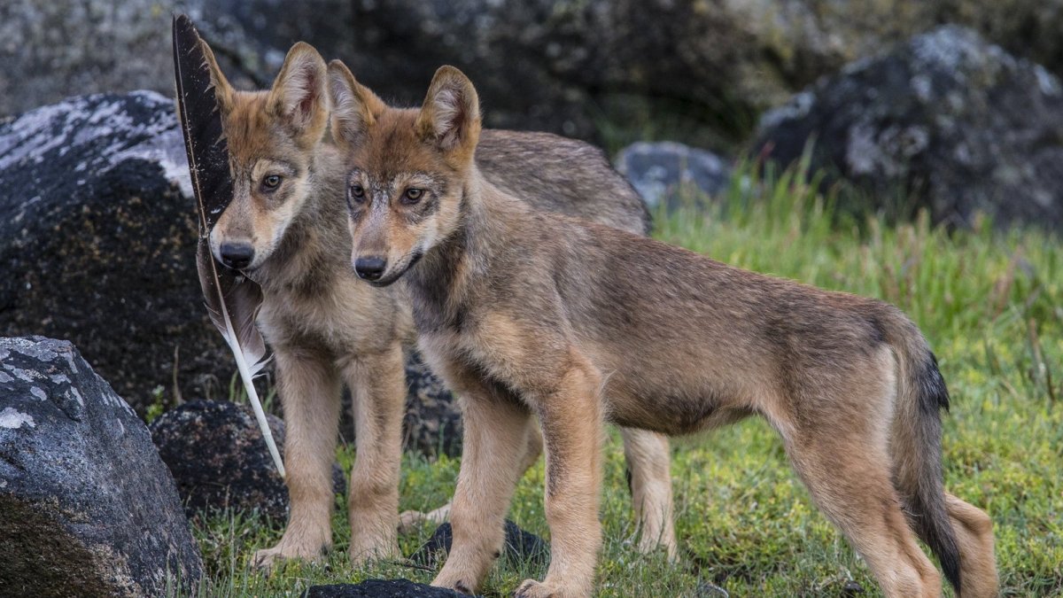 Дилан о Брайен Волчонок Ногицунэ