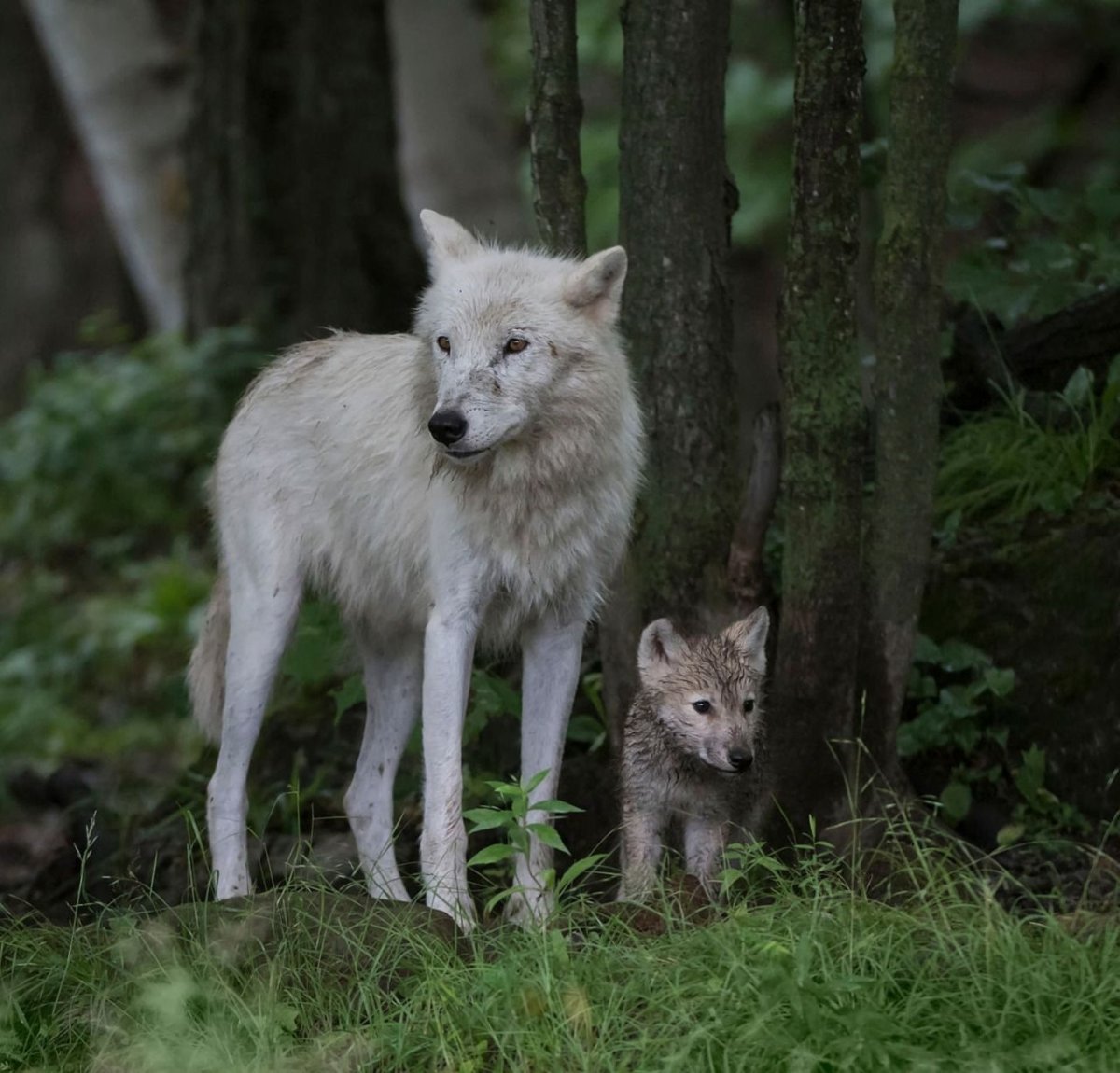Сериал Волчонок Айзек