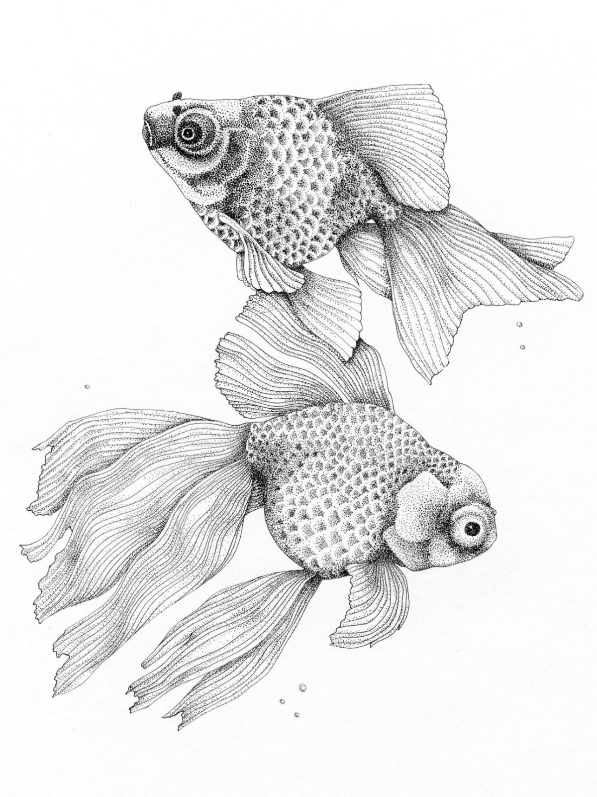 Рыба Графика