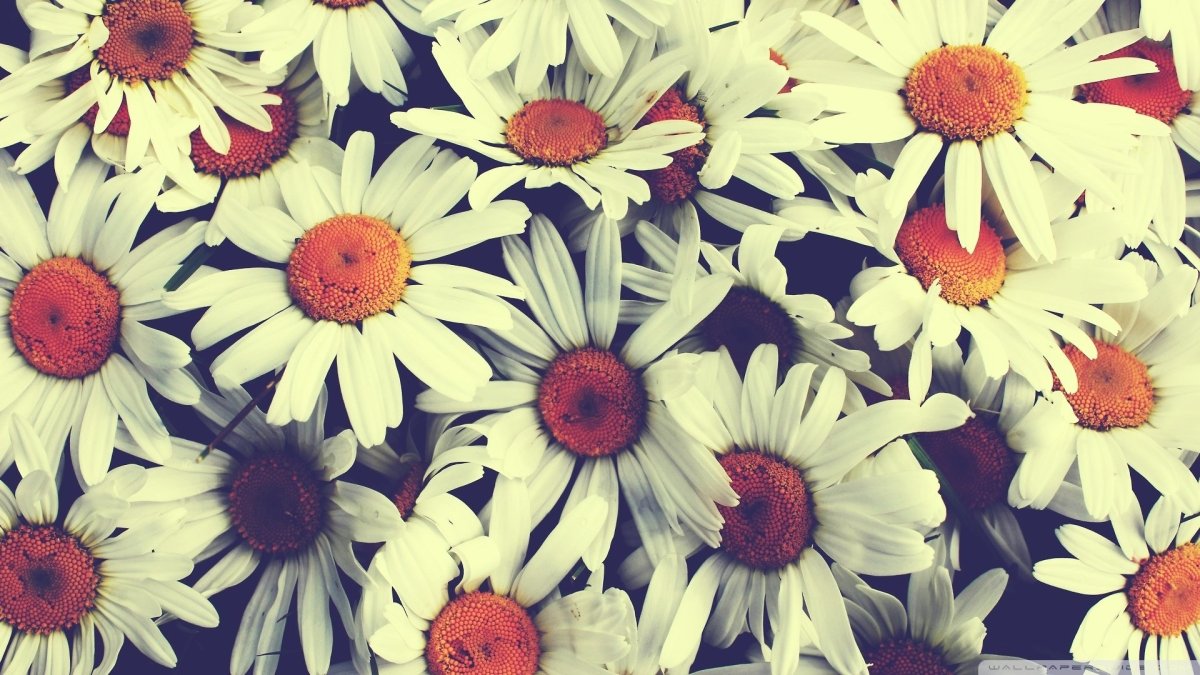 Фон на телефон цветы