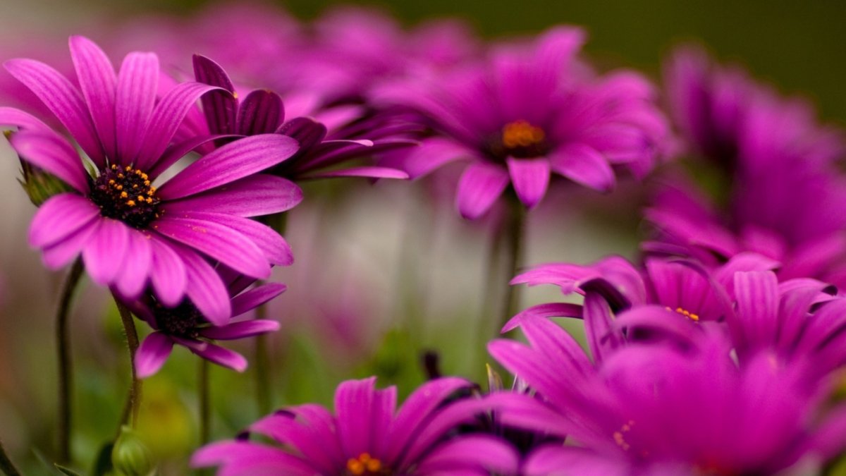 Природа цветы