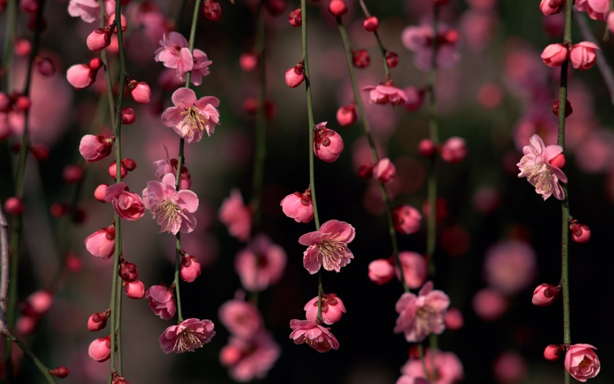 Живые цветы