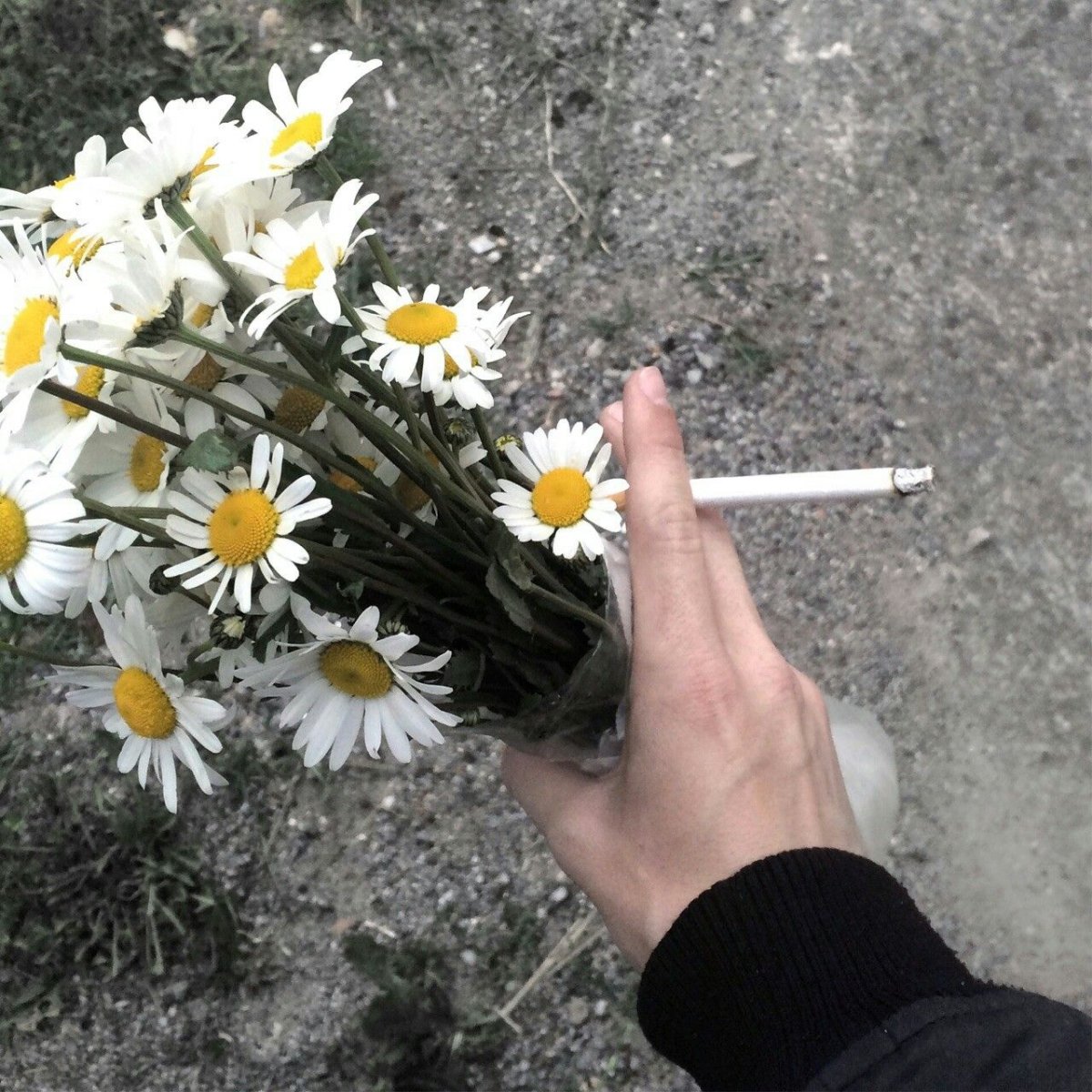 Цветы Эстетика букет с ромашками