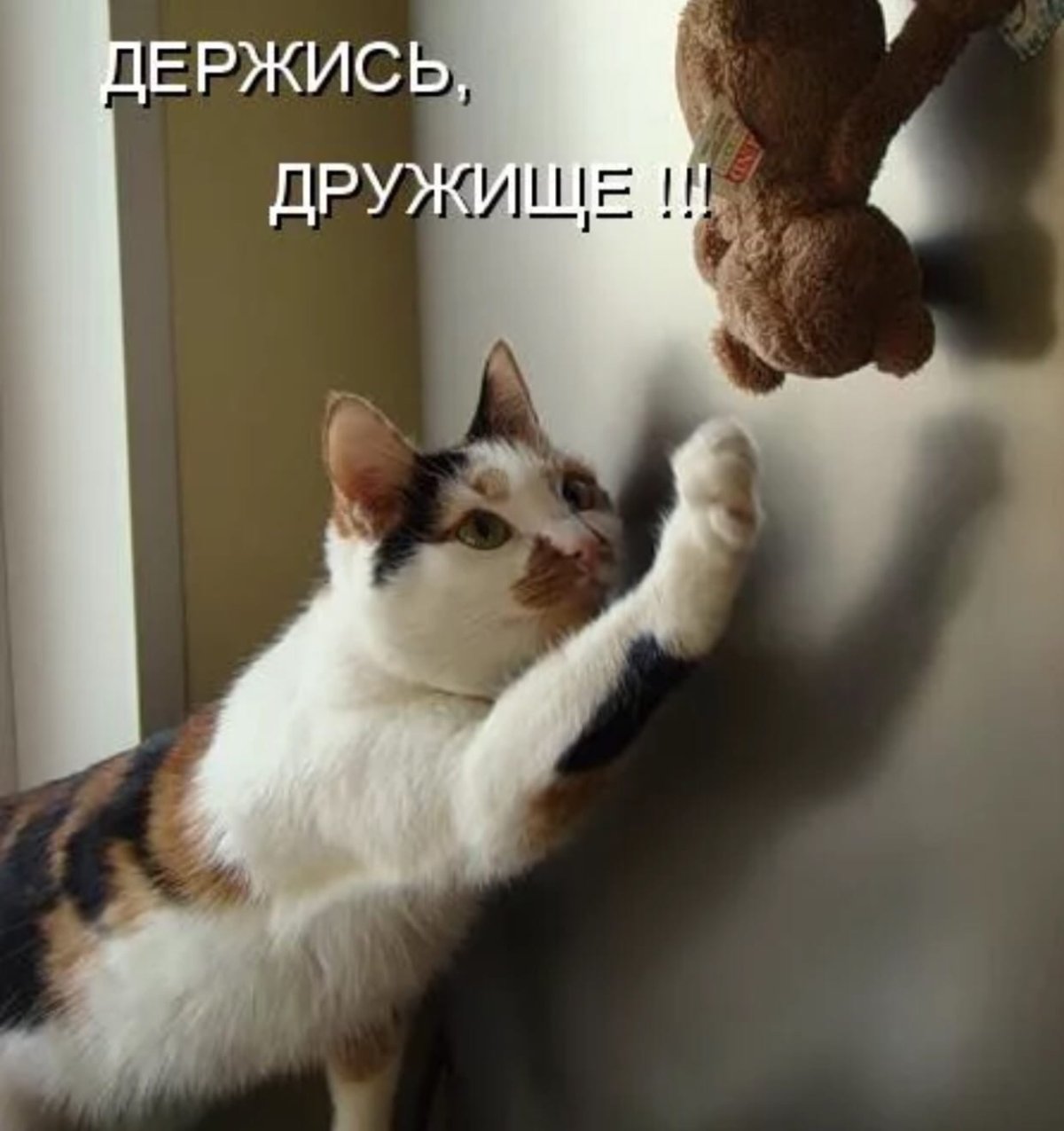 Держись друг