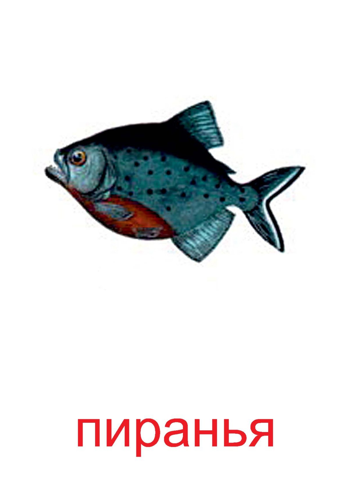 Морские жители для дошкольников