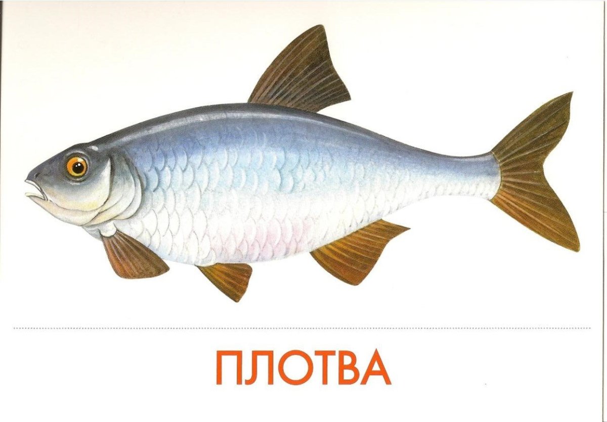 Рыбки. Аппликация